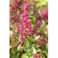 Pflanzen Für Dich Astilbe japonica 'Bremen', Prachtspiere, ca. 9x9