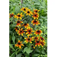 Pflanzen Für Dich Rudbeckia triloba 'Prairie Glow', gelb-orange, ca.