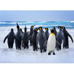 Fototapete PAPERMOON "King Penguins", bunt (mehrfarbig), B:3,5m L:2,6m, Vlies, Tapeten