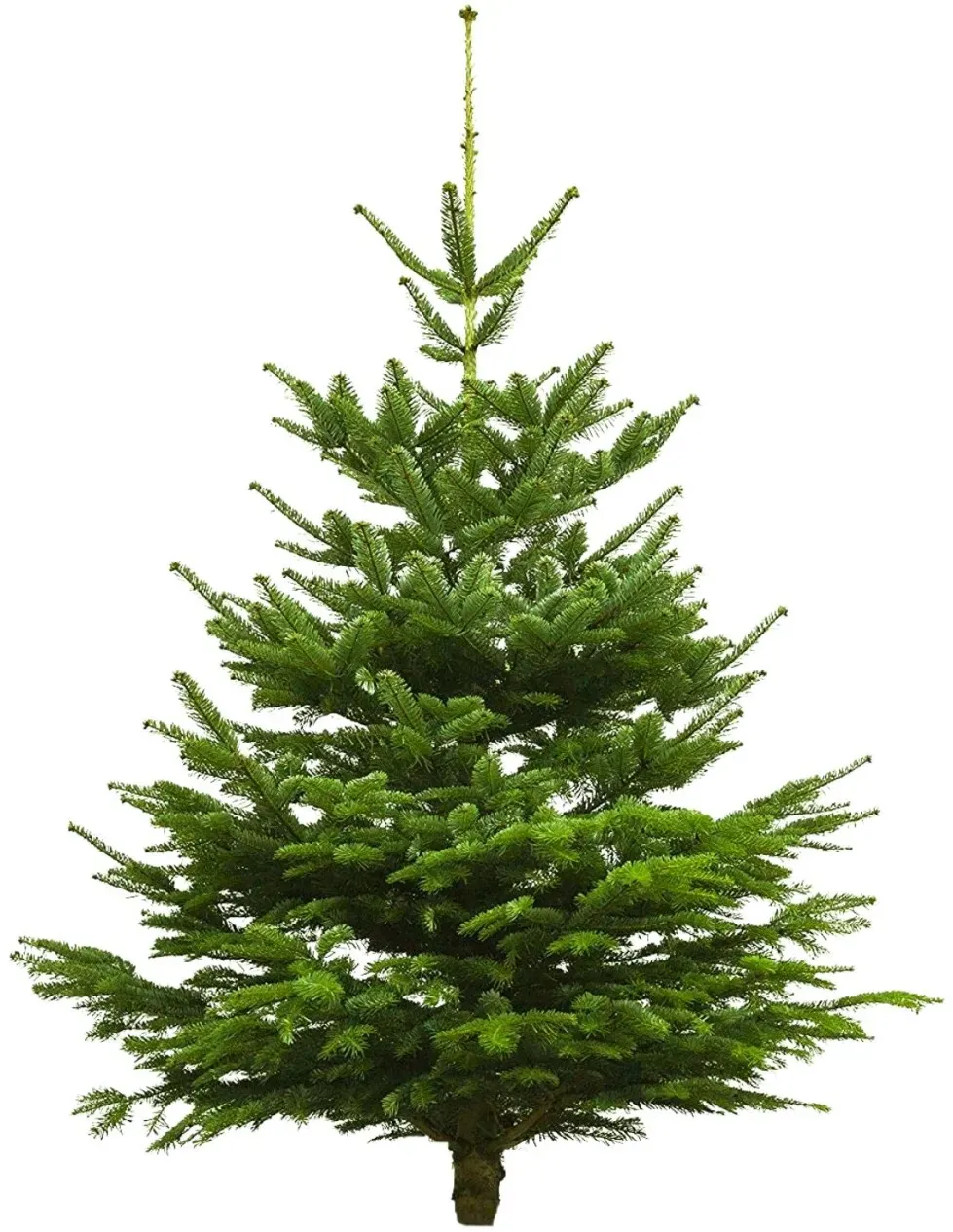 Echter Weihnachtsbaum Nordmanntanne, Höhe ca. 80 - 100 cm, Premiumqualität, f...