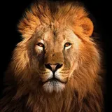Euroart Glasbild 50 x cm Lion II Glas Braun