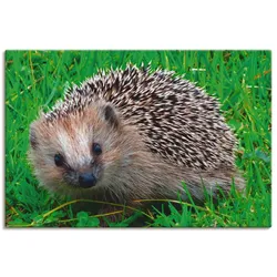 Artland Leinwandbild »Igel Blick«, Wildtiere, (1 St.), auf Keilrahmen gespannt Artland Farbe Bild(er): naturfarben