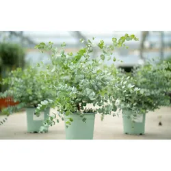 2x XL Eucalyptus Gunni Gunnii Busch Eukalyptusbaum 35- 50 cm, Pflanze winterhart
