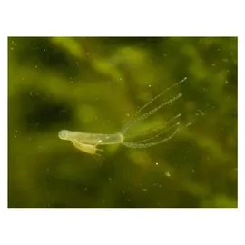 Femanga Aquarium-Wasserpflanzendünger Wurzel Aktiv 250 ml