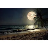 Papermoon Fototapete STRAND-NATUR PALMEN MEER DÜNEN MOND PALME LANDSCHAFT bunt 3,50 m x 2,60 m