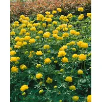 Pflanzen Für Dich Trollius chinensis 'Golden Queen', p 0,5