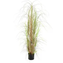 Europalms Grasbusch, 150cm