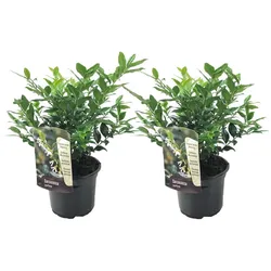 Plant in a Box - Kaukasus Schneeball - 2 Stk - Sarcococca 'Confusa' - Höhe 30-40cm - Topf 17cm