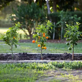 Plant in a Box - Zitruspflanzenmischung - 3 Stk - Citrus limon - Höhe 25-40cm