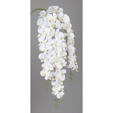 Globus DPI künstliche Orchidee Phalaenopsis Hänger creme 115 cm