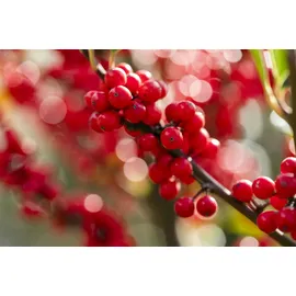 Pflanzen Für Dich Ilex Verticillata Winterbeere 60–80 cm Leuchtend Rote Beeren