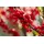 Pflanzen Für Dich Ilex Verticillata Winterbeere 60–80 cm Leuchtend Rote Beeren