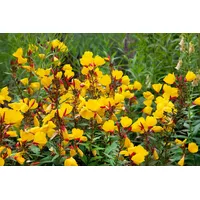 Pflanzen Für Dich Oenothera tetragona 'Sonnenwende', Nachtkerze, ca. 9x9