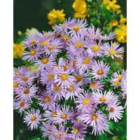 Pflanzen Für Dich Aster dumosus Silberteppich Kissen-Aster, ca. 9x9