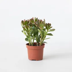 Plant in a Box - Jade-Pflanze - Crassula ovata - Höhe 15-25cm - ø12cm
