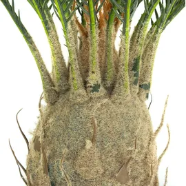 Decovego Künstliche Palme groß Kunstpalme Modell 9, 80 cm hoch Decovego - Grün,