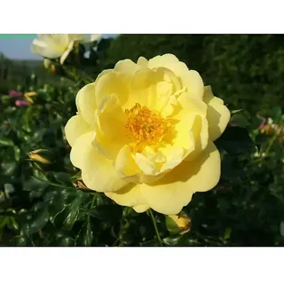 Bodendeckerrose  (Rosa 'Sunny Rose' -R-, Topfvolumen: 4,5 l, Zartgelb)