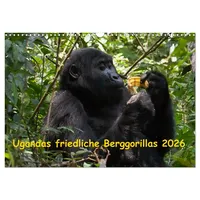 Calvendo Ugandas friedliche Berggorillas (Wandkalender 2026 DIN A3 quer),