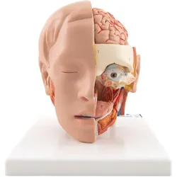 Lebensgroßes Kopfmodell, mit Gehirn, 6-teilig - 3B Smart Anatomy