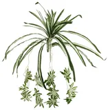 Europalms Grünlilie, 60cm