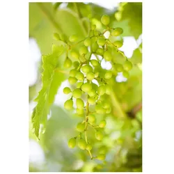 Vitis vinifera 'Muskateller', Weinrebe, 80–100 cm