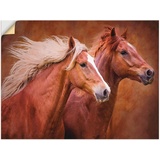 Artland Wandbild »Reinrassige Pferde I«, Haustiere, (1 St.), als Leinwandbild, Poster in Größen
