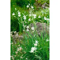 Pflanzen Für Dich Anthericum liliago, Graslilie, weiß, ca. 9x9