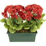 Flair Flower Künstliche Geranie im Kasten Geranienbusch Pelargonien Beetpflanze Balkonblume Seidenblumen Kunstblume Kunstpflanze Tischdeko Dekoblumen Dekopflanze, 088279R, Rot, 36x30x18 cm