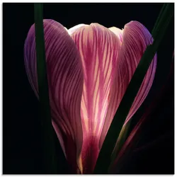 Glasbild ARTLAND "Beleuchtet", lila (farbe bild(er): lila), B:50cm H:50cm, Bilder, in verschiedenen Größen