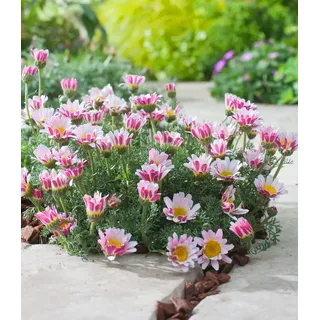 3 x BALDUR Garten Winterharter Bodendecker Afrikanisches Ringkörbchen, 3 Pflanzen Anacyclus depressus, Polsterstaude, Ringblume, winterharte mehrjährige Staude, trockenresistent, blühend