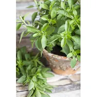 Pflanzen Für Dich Origanum majorana, Majoran, aromatisch, ca. 9x9