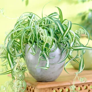 Grünlilie Chlorophytum “Bonnie” Hängende Zimmerpflanze (20–30 cm inkl. Topf)