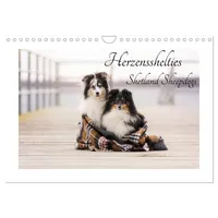 Calvendo Herzensshelties - Shetland Sheepdogs (Wandkalender 2026 DIN A4