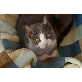 Sigma 16–300 mm F3,5–6,7 DC OS Contemporary Canon RF-Mount