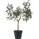 House Nordic House Nordic, Kunstpflanzen, Olive (61 cm)