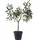 House Nordic House Nordic, Kunstpflanzen, Olive (61 cm)