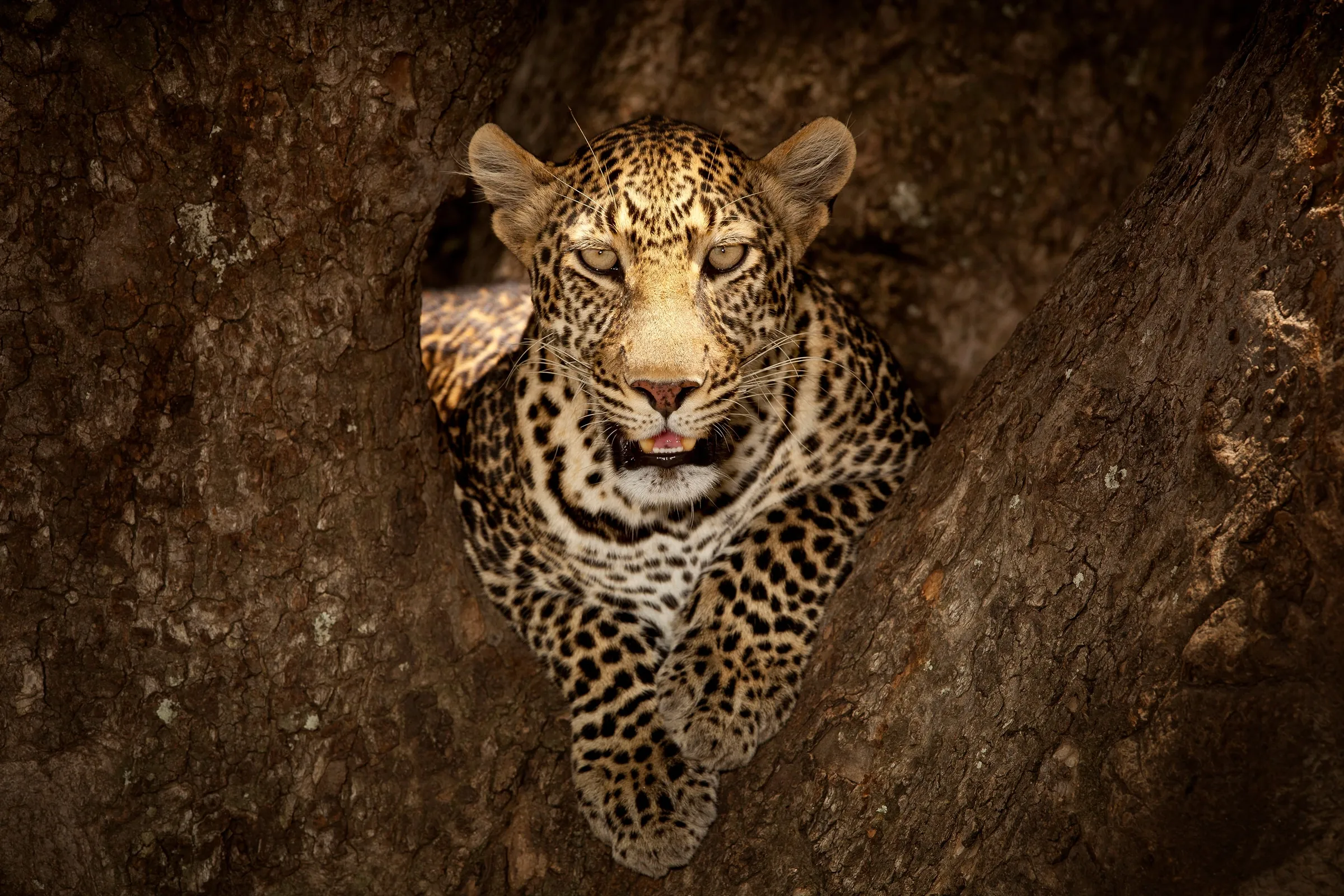 PAPERMOON Fototapete "Photo-Art OZKAN OZMEN, LEOPARD RUHT AUF EINEM BAUM IN MASAI MARA" Tapeten Gr. B/L: 3,50 m x 2,60 m, Bahnen: 7 St., bunt Fototapeten