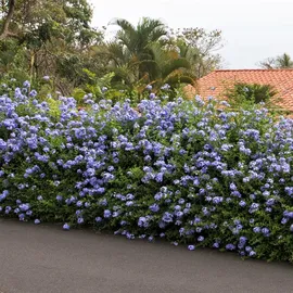 Plant in a Box - Plumbago auriculata - Höhe 25-40cm