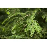 Pflanzen Für Dich Tsuga canadensis Kanadische Hemlocktanne 80–100 cm