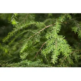 Pflanzen Für Dich Tsuga canadensis Kanadische Hemlocktanne 80–100 cm