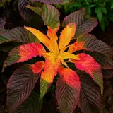 Gemüse-Amaranth – Fuchsschwanz Early Splendor – 100 Samen
