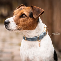 Kentucky Dogwear Halsband Dog Collar "Velvet" - Light Blue, M