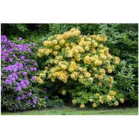 Pflanzen Für Dich Rhododendron luteum 'Goldpracht', gelb, 50–60 cm