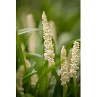Pflanzen Für Dich Liriope muscari 'Monroe White', Lilientraube, ca.