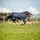 Horse Guard Turnout Pferdedecke Landon, 120D, 0 g - navy - 125 cm