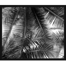 ANY IMAGE Digitaldruck »Palmblätter«, Rahmen: Buchenholz, Schwarz