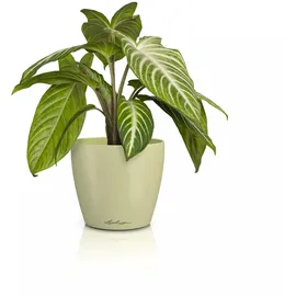 LECHUZA Classico Color 14 Ø 15 x 13,5 cm Grün