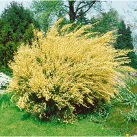 Pflanzen Für Dich Cytisus praecox, Besenginster, gelb, 40–60 cm