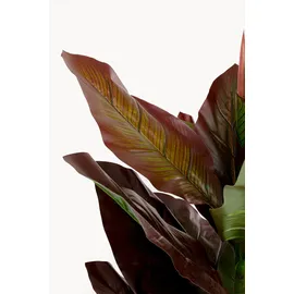 Kare Deko Pflanze Canna Lily", 165cm