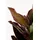 Kare Deko Pflanze Canna Lily", 165cm